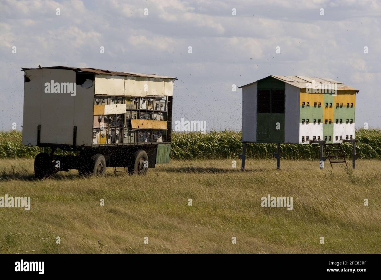 Alveari mobili per l'impollinazione di piante da fiore come labirinto e girasoli Foto Stock