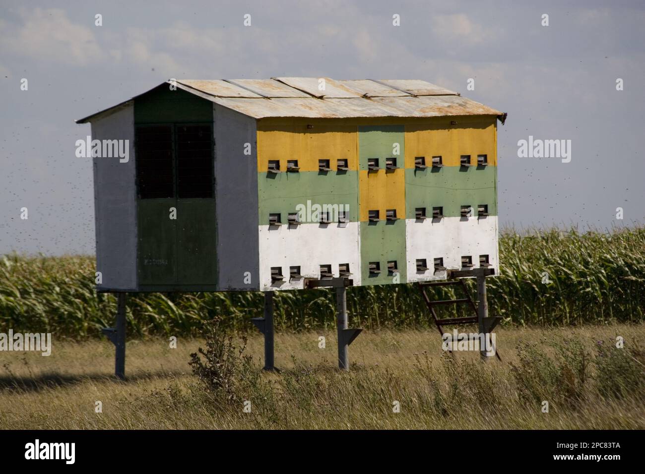 Alveari mobili per l'impollinazione di piante da fiore come labirinto e girasoli Foto Stock