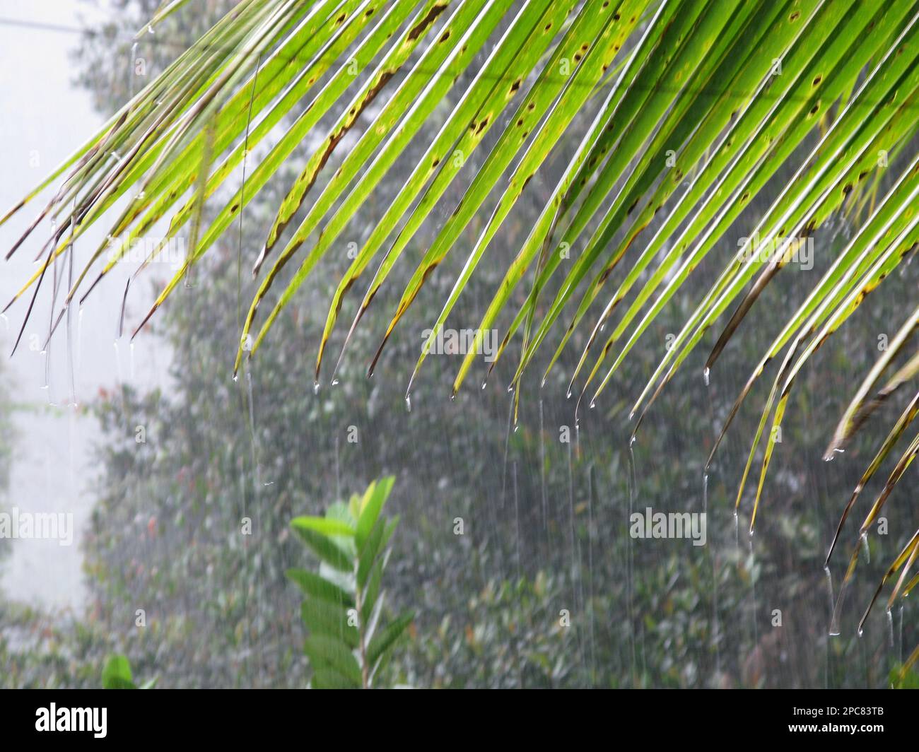 Gocce di pioggia sulla foglia di palma, Sinharaja Foto Stock