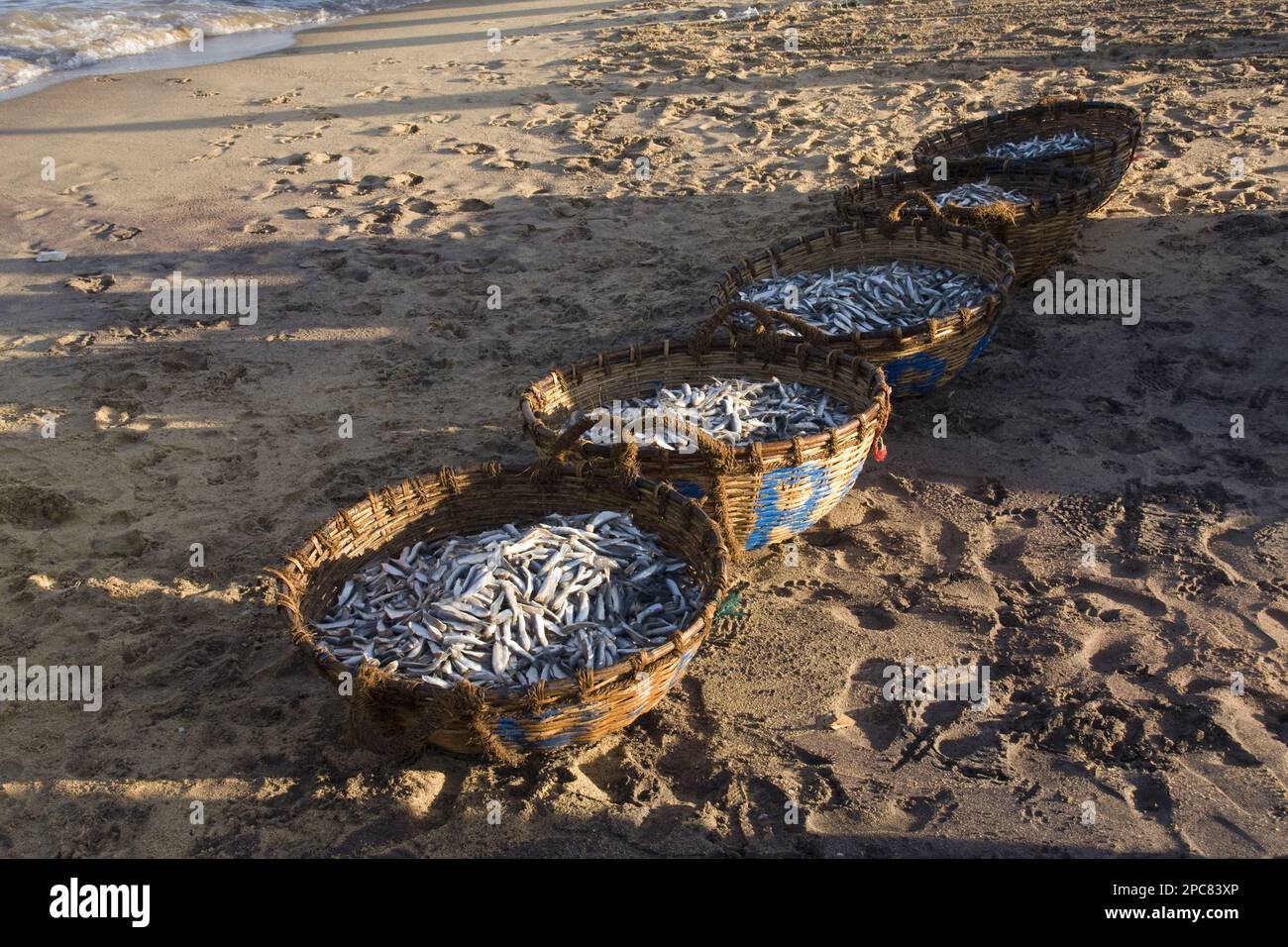 Cestini di pesce sulla spiaggia di Negombo, Sri Lanka Foto Stock