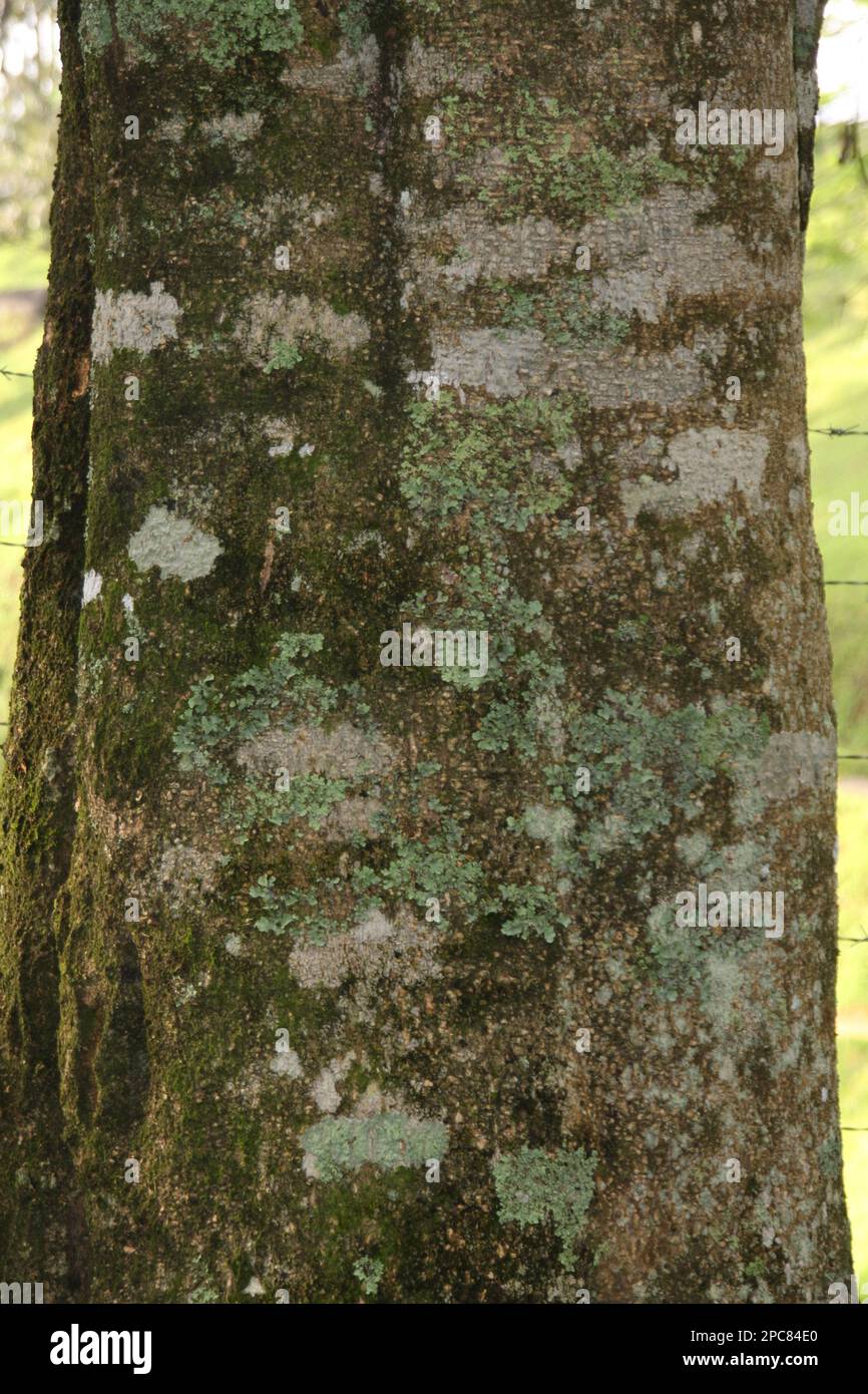 Famiglia di veleni per cani, corteccia di Alstonia scolaris Foto Stock