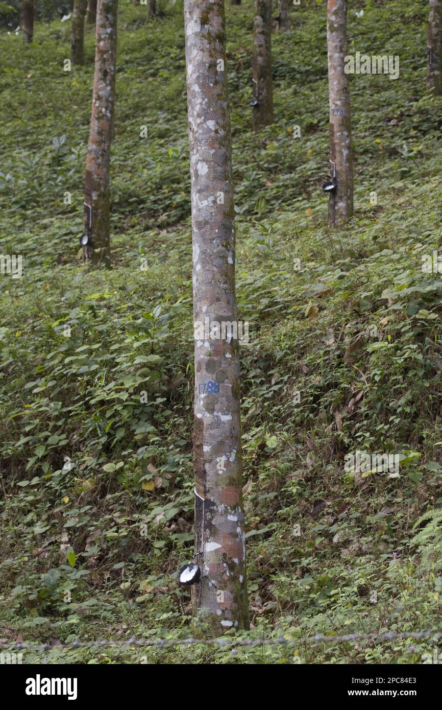 Siphonia brasiliensis, albero di gomma, albero di gomma di Paraca, famiglia di purge, alberi di gomma del lattice con le ciotole di raccolta, Sri Lanka Foto Stock