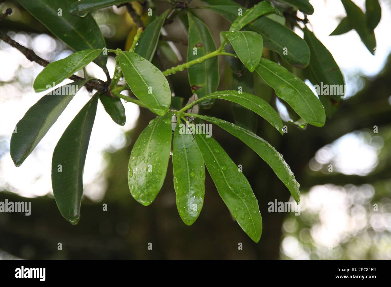 Famiglia di veleni per cani, foglia di Alstonia scolaris Foto Stock