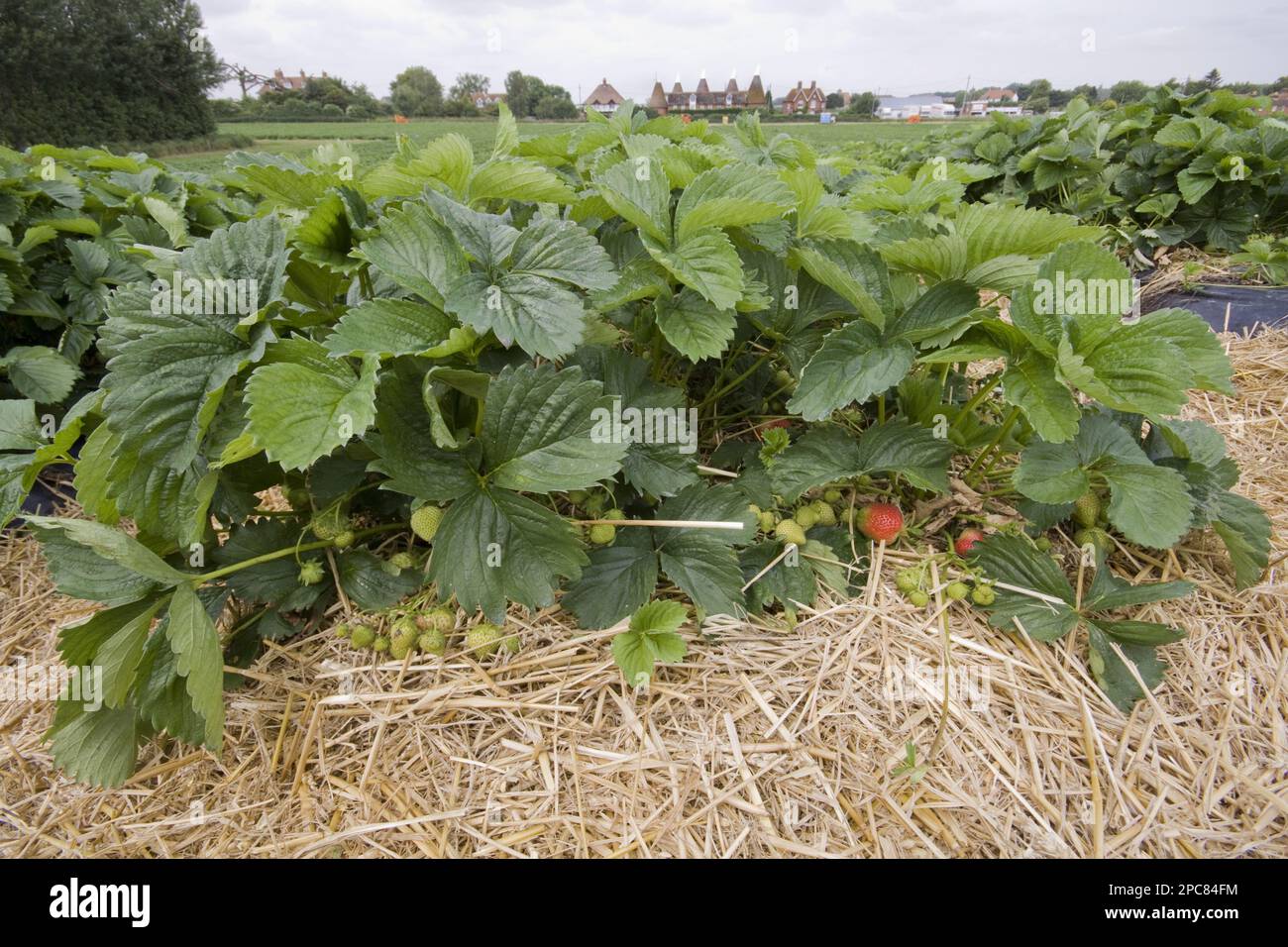 Sonata Strawberry piante con Kent Oast House dietro Foto Stock