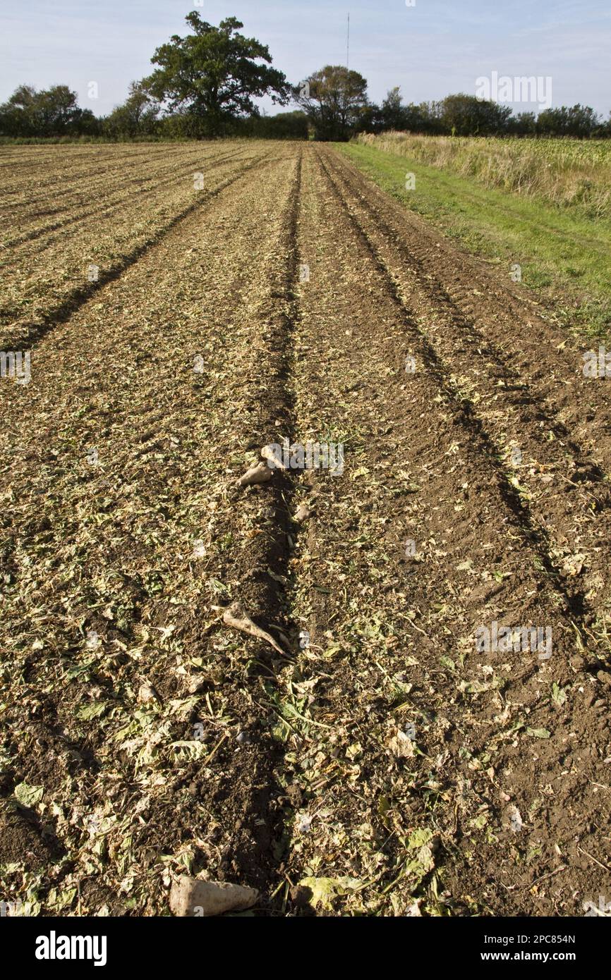 Campo di barbabietola da zucchero recentemente raccolto con alcuni tuberi piccoli Foto Stock