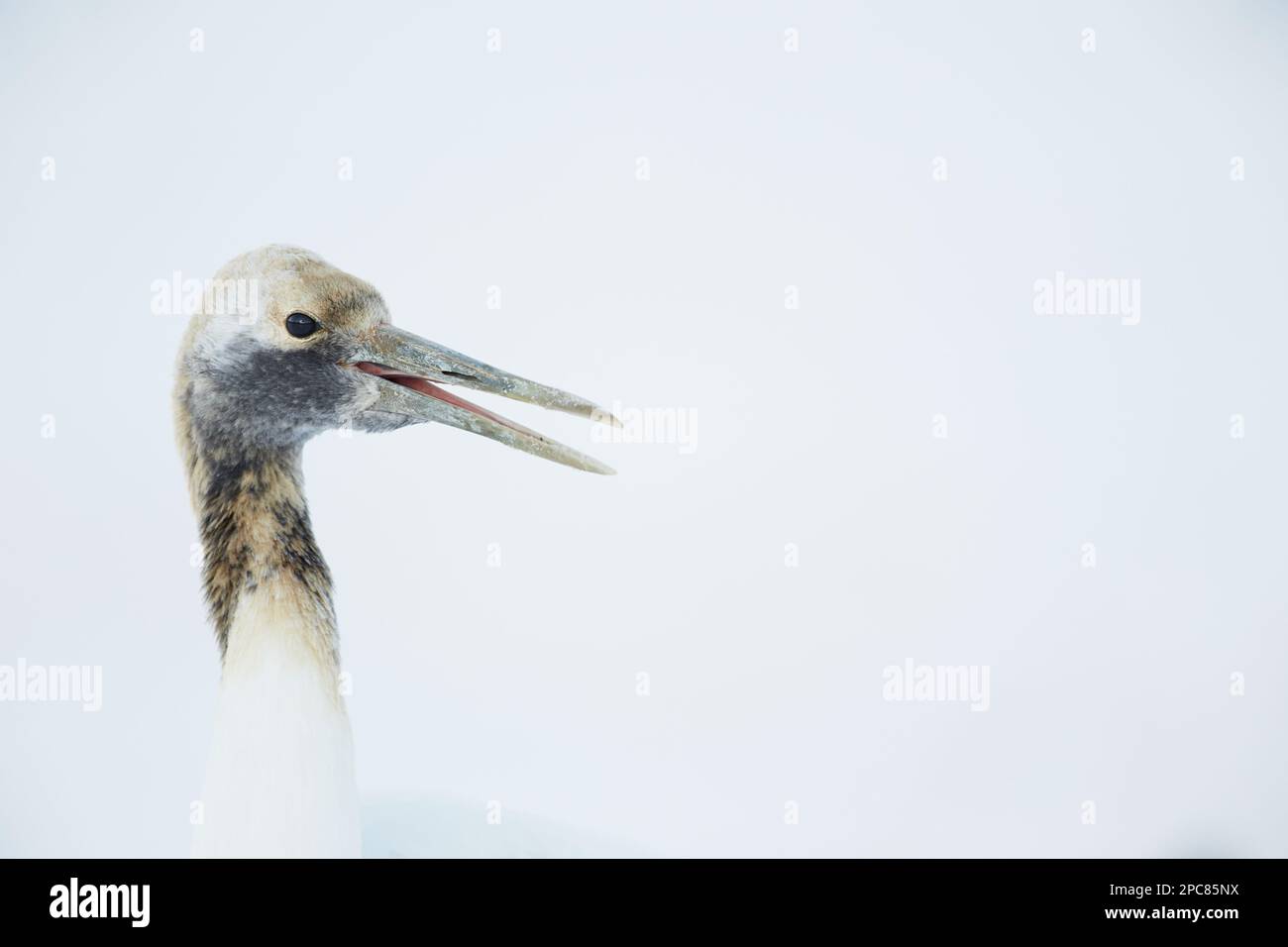 Gru giapponese a corona rossa (Grus japonensis), giovanile, primo piano, con becco aperto, nella neve, Hokkaido, Giappone Foto Stock