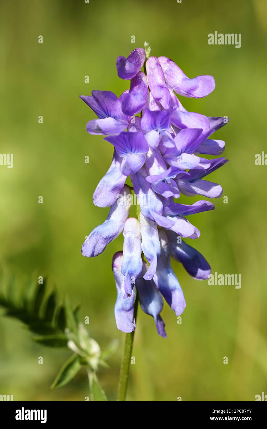 Tufted vecch, Vicia cracca, noto anche come Bird vecch, Boreal vecch o Cow vecch, pianta da fiore selvatica dalla Finlandia Foto Stock
