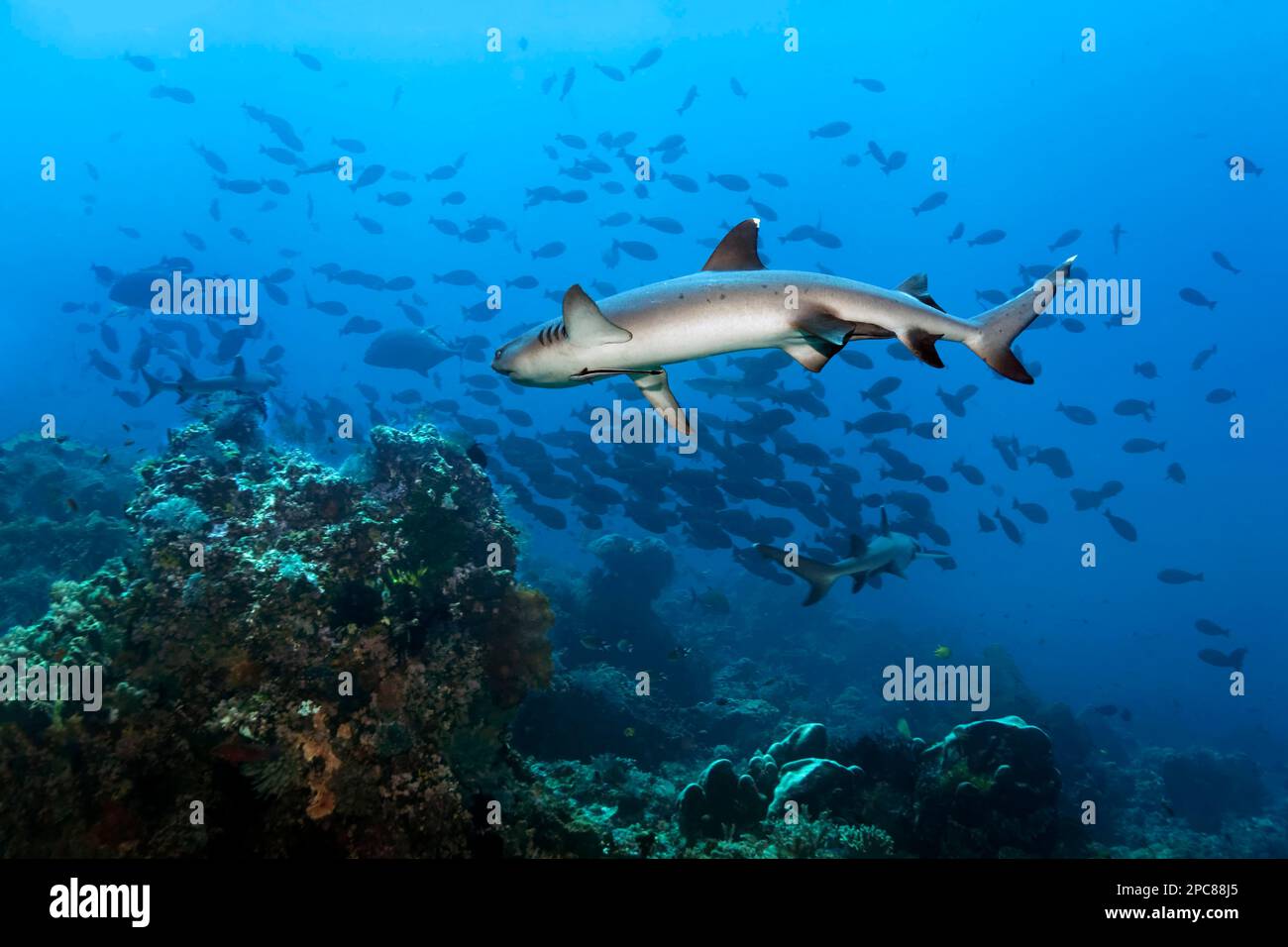 Tre squali dalla punta bianca (Triaenodon obesus) caccia, caccia alle prede, scuola di pesci surgeonidi (Acanthuridae), scuola di pesci, stalle, barriera corallina Foto Stock