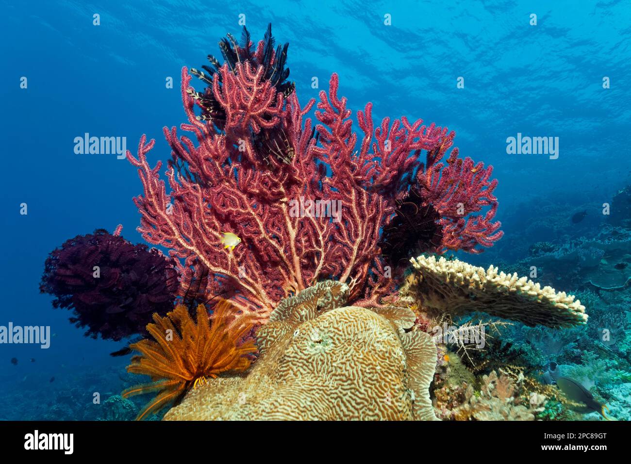 Gorgonian (Comatulida) (Euplexaura) rosso con stella dei capelli, nero, rosso scuro, ocra, sotto corallo di Favia (Platygyra lamellina), corallo di Acropora destra Foto Stock