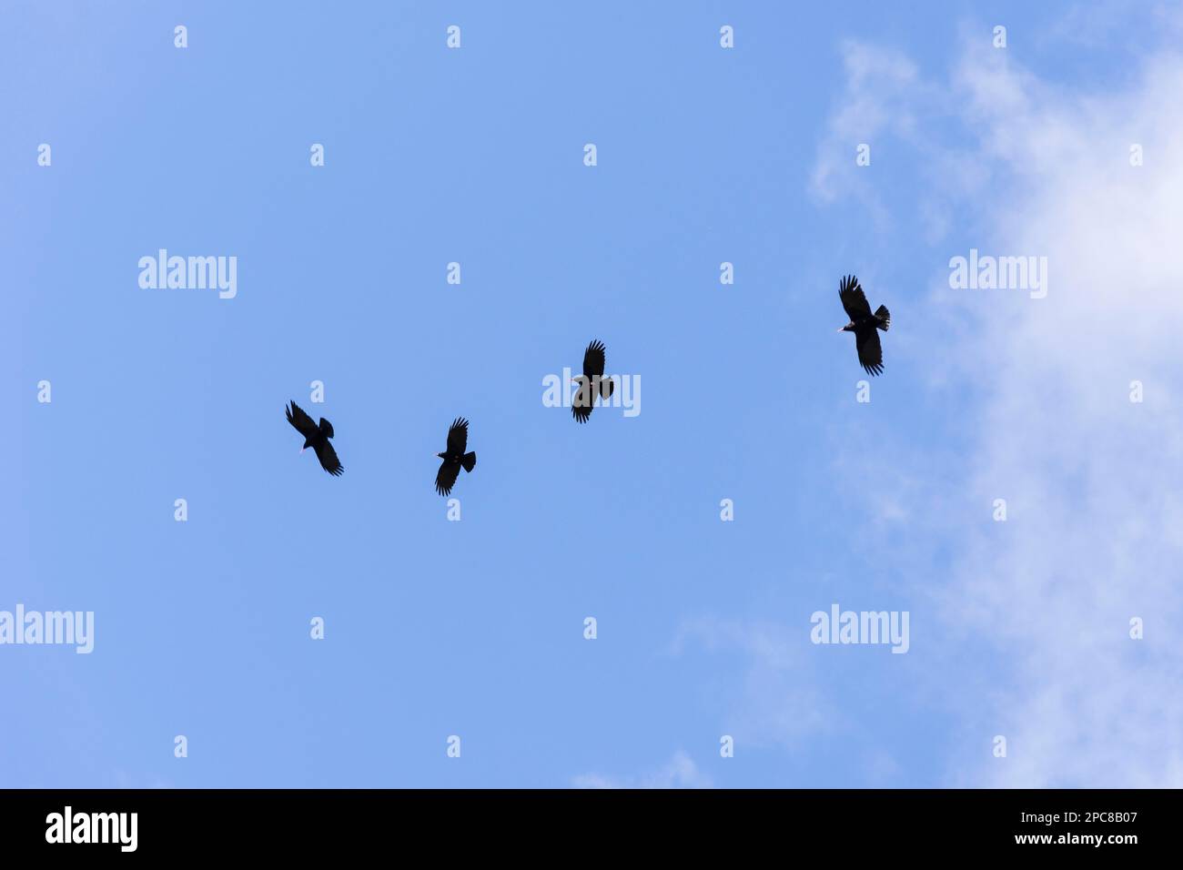 Coughs (Pyrrhocorax pyrhocorax barbarus) la Palma, Spagna Foto Stock