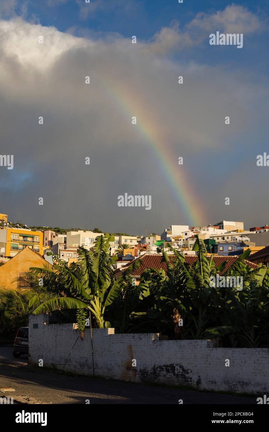 Rainbow, Banana Plant (Musa) Tazacorte, la Palma, Spagna Foto Stock