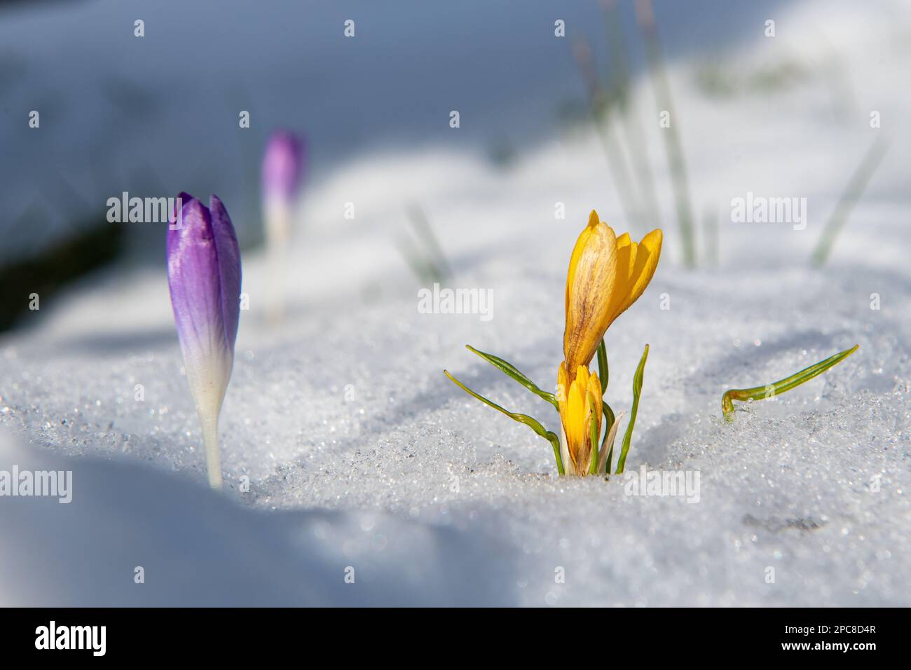 Croci emergenti attraverso la neve, Inverurie, Aberdeenshire, Scozia, Regno Unito Foto Stock