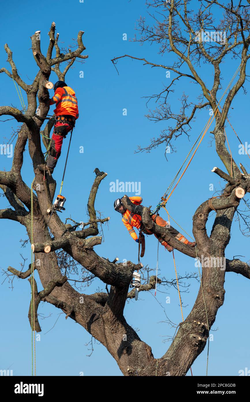 Holt Farm Oak Tree è stato tagliato a seguito di proteste estese. Rochford, Essex, Regno Unito. I chirurghi dell'albero che tagliano l'albero antico della quercia. Attrezzatura di sicurezza Foto Stock