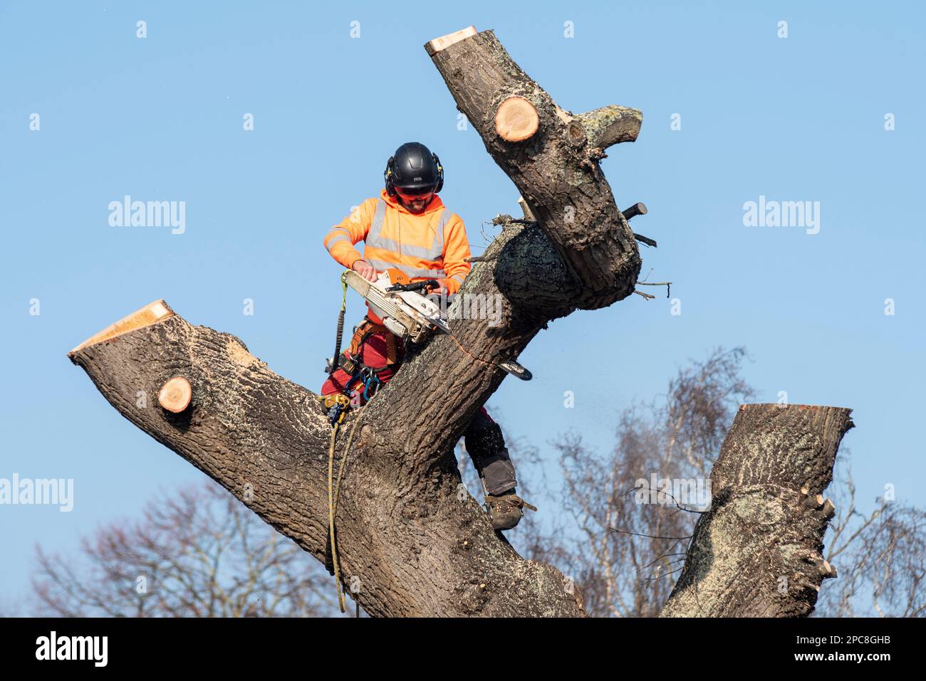 Holt Farm Oak Tree è stato tagliato a seguito di proteste estese. Rochford, Essex, Regno Unito. Chirurgo dell'albero che taglia l'albero di quercia antico. Attrezzatura di sicurezza Foto Stock