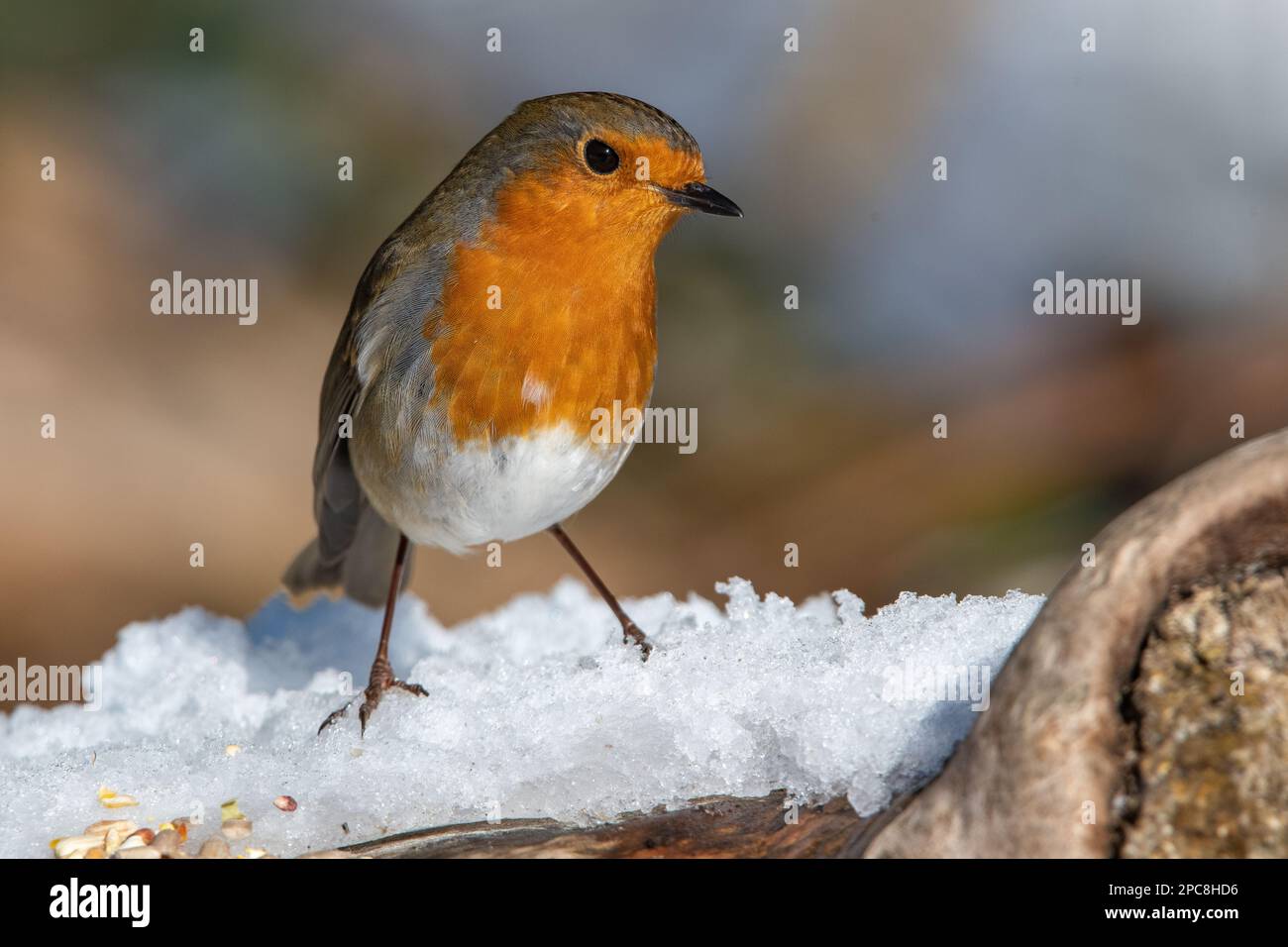 Unione Robin (Erithacus rubecula) nella neve Foto Stock
