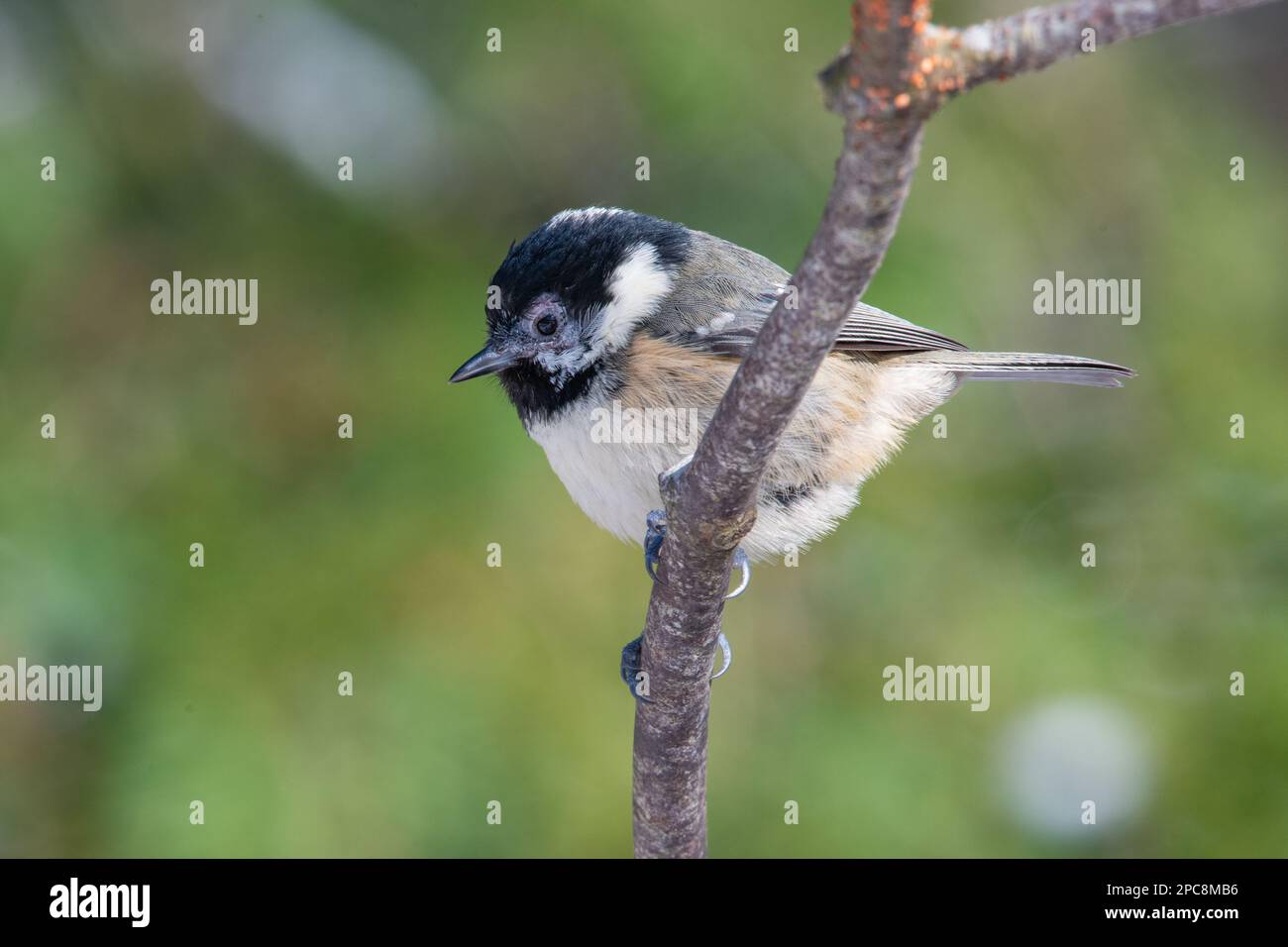 Tit carbone, (Periparus ater) in inverno, Fyvie Castle, Aberdeenshire, Scozia, Regno Unito Foto Stock