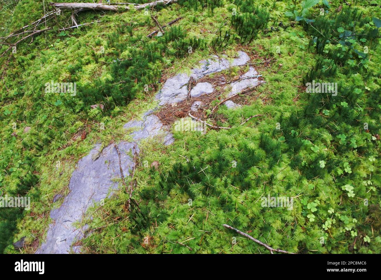 Muschio che copre un bosco irlandese per - John Gollop Foto Stock