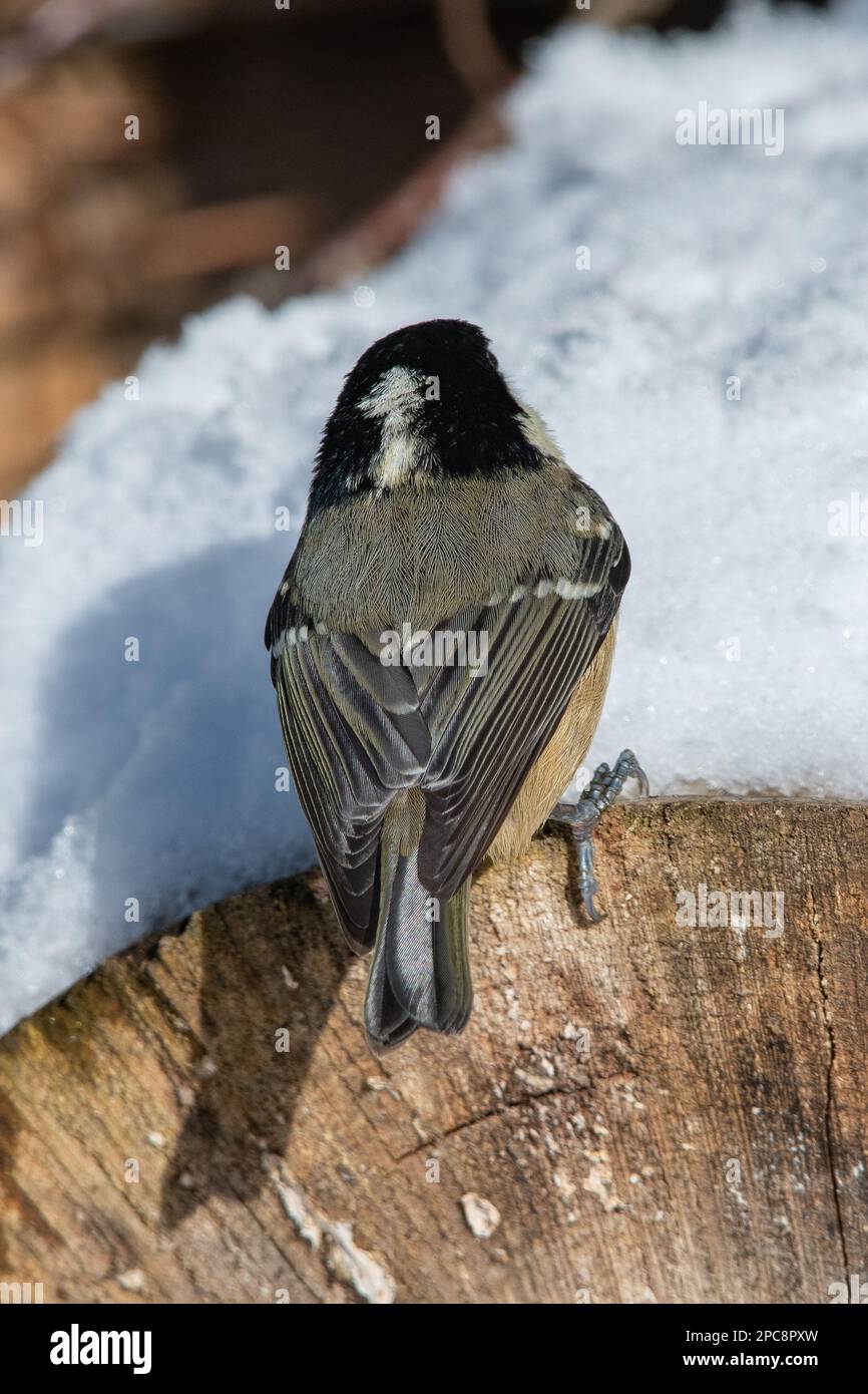 Tit carbone, (Periparus ater) nella neve, Fyvie Castle, Aberdeenshire, Scozia, Regno Unito Foto Stock