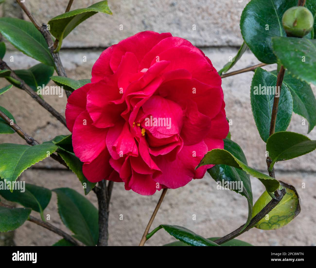 Bella grande camelia fiorisce nel giardino Foto Stock