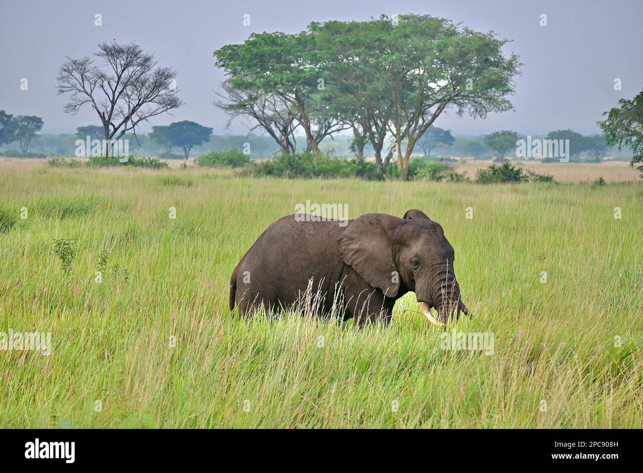 Queen Elizabeth National Park, Uganda, Africa orientale Foto Stock