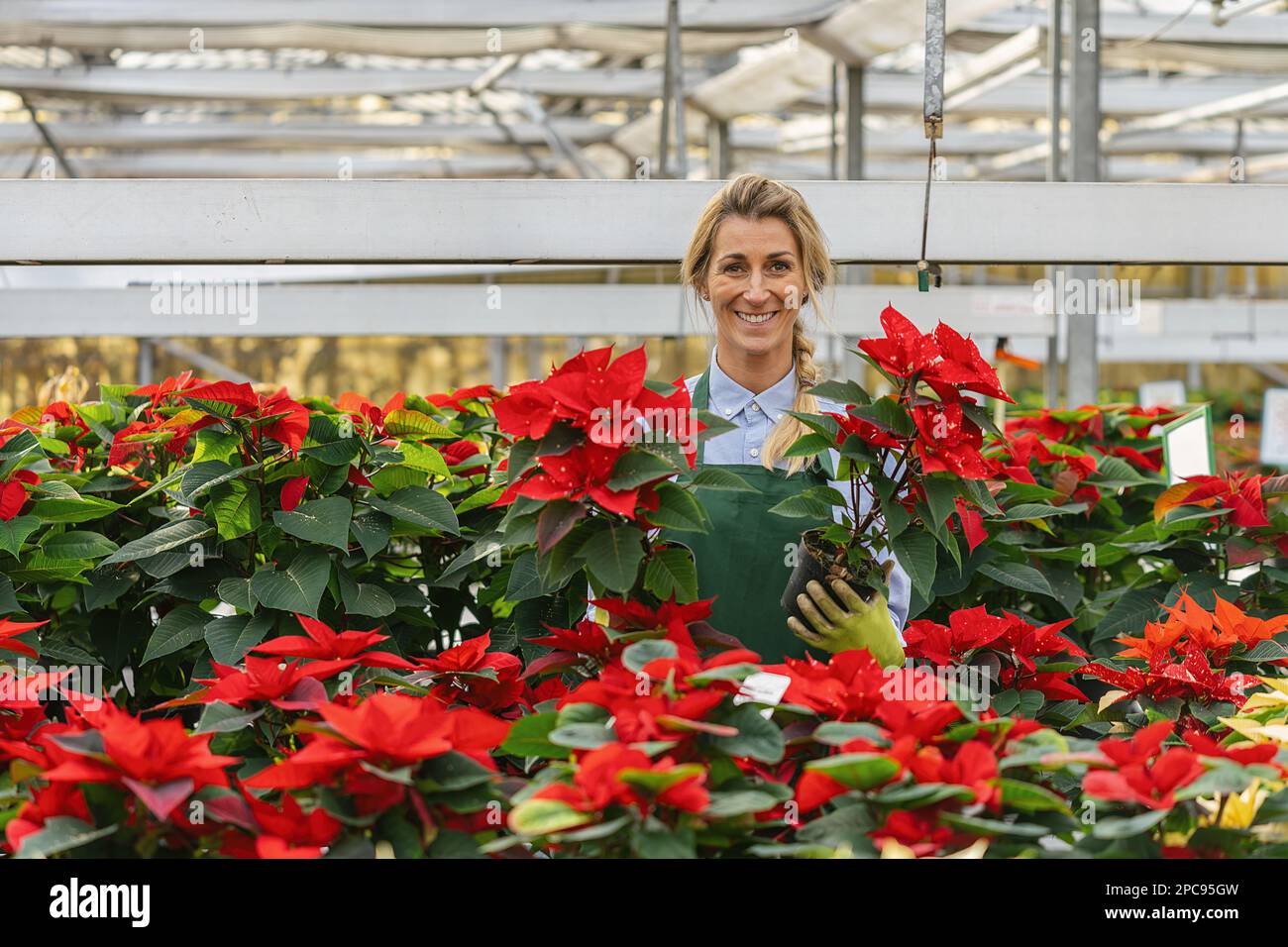 felice ragazza giardiniere che tiene fiori poinsettia nel centro giardino Foto Stock