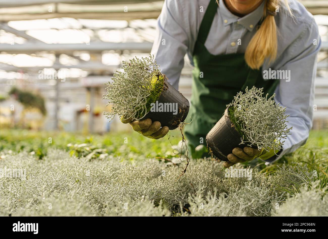 giardiniere con fiori per il trapianto o per un ordine nel centro giardino Foto Stock