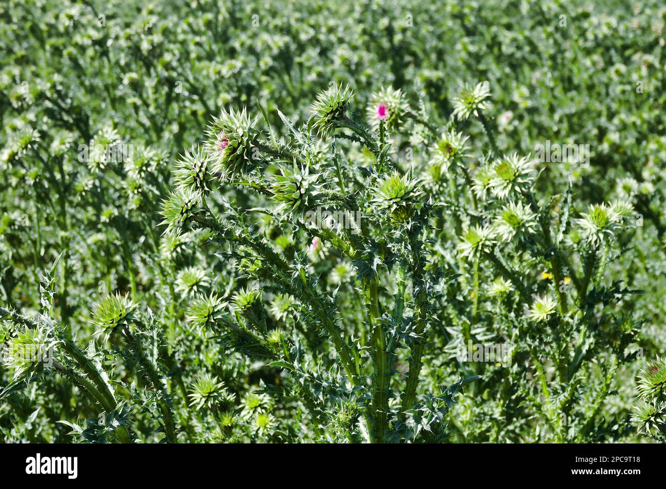 Ispessimenti impenetrabili di grande setilletto spinoso di Acanthus (Carduus uncinatus) su lunga durata. Si tratta di un vero e proprio ostacolo militare che si frappone all'ac Foto Stock