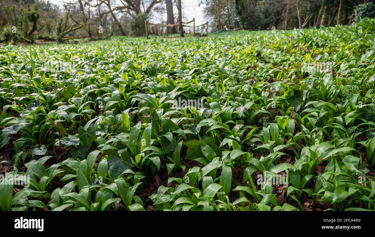 Una grande zona di aglio selvatico che cresce in primavera nel Regno Unito. Foto Stock