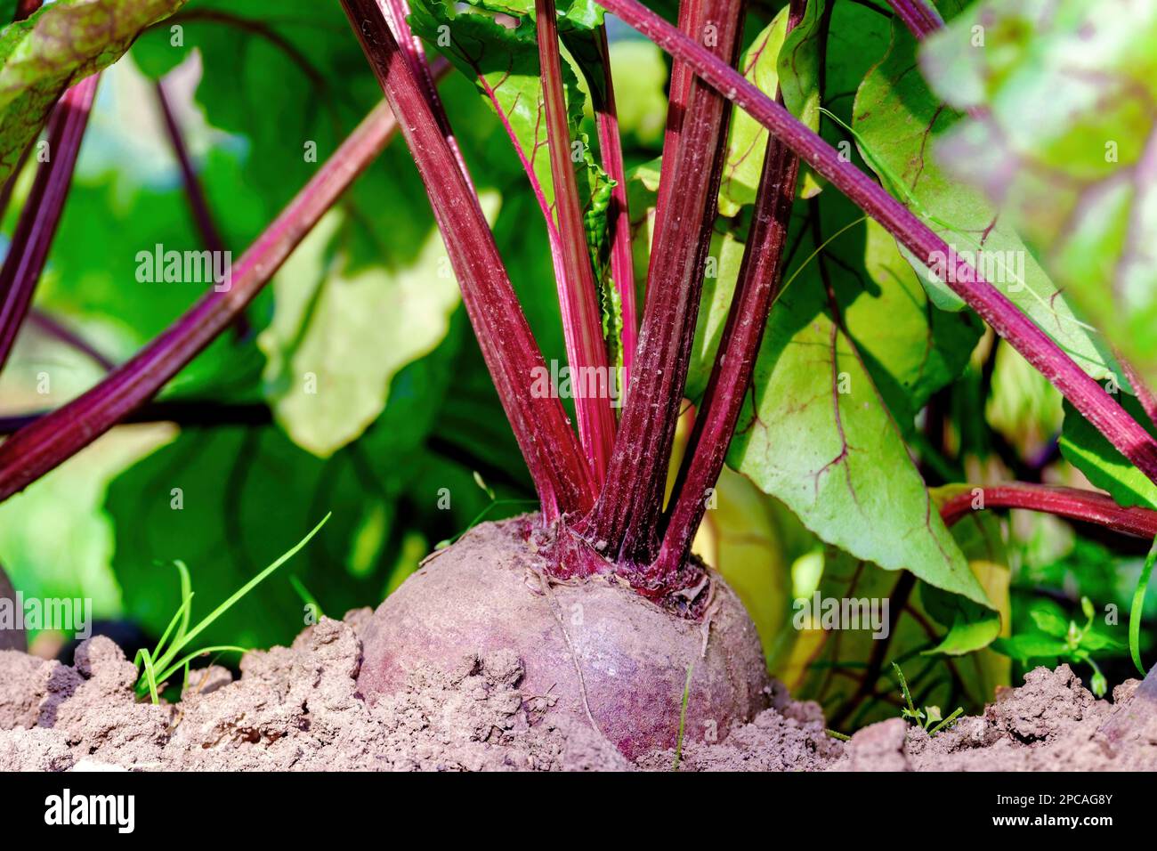 Barbabietole. Pianta di barbabietola. Primo piano. Barbabietola a letto Foto Stock