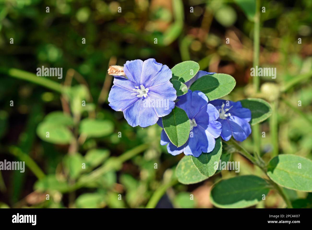 Gloria mattutina nana o fiori di gloria mattutina nana snella (Evolvulus alsinoides) Foto Stock