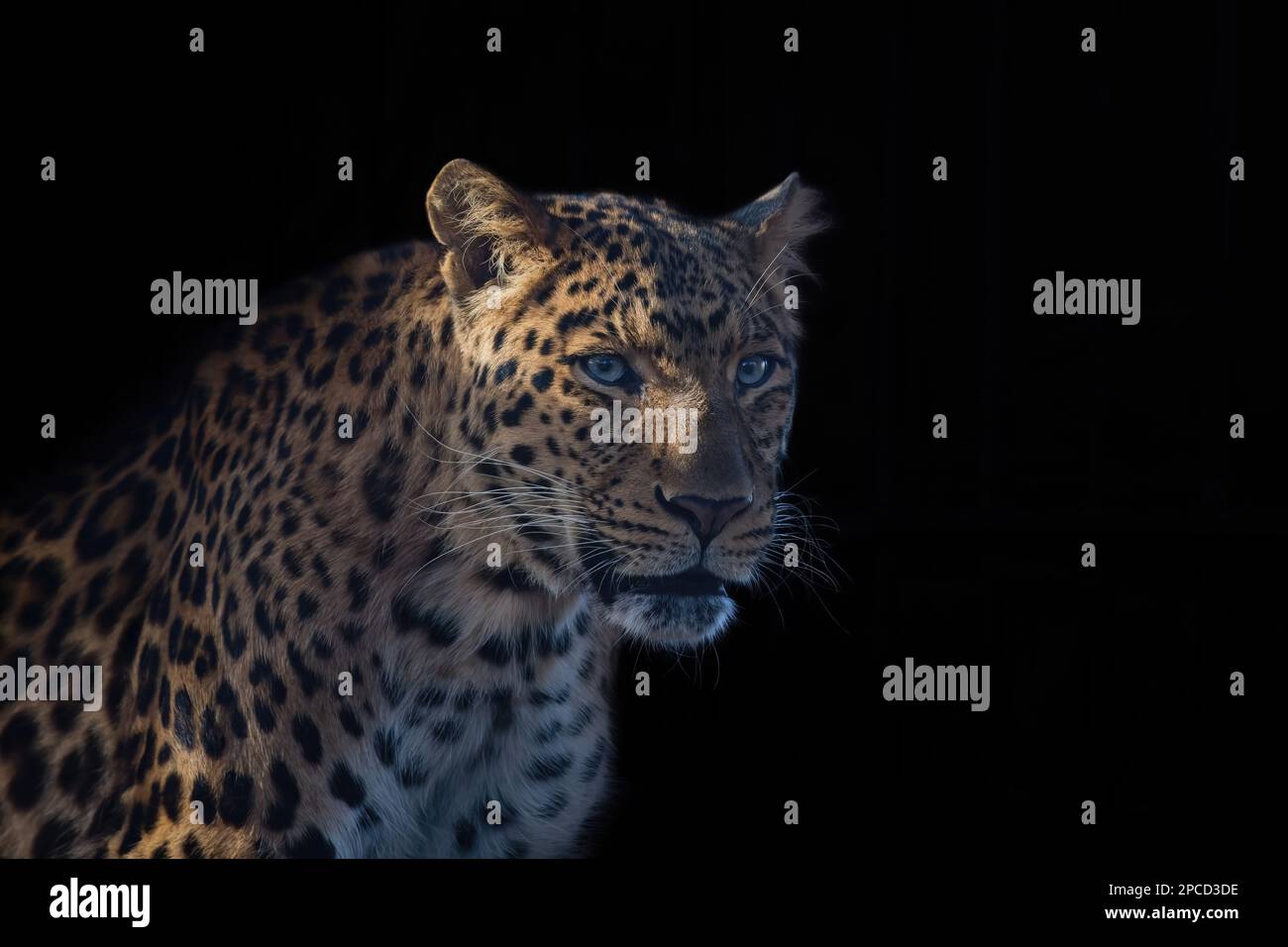 leopardo cinese, Panthera pardus japonensis ritratto su sfondo nero Foto Stock