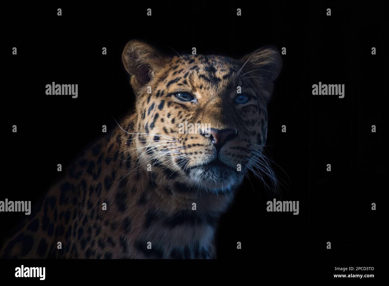 leopardo cinese, Panthera pardus japonensis ritratto su sfondo nero Foto Stock