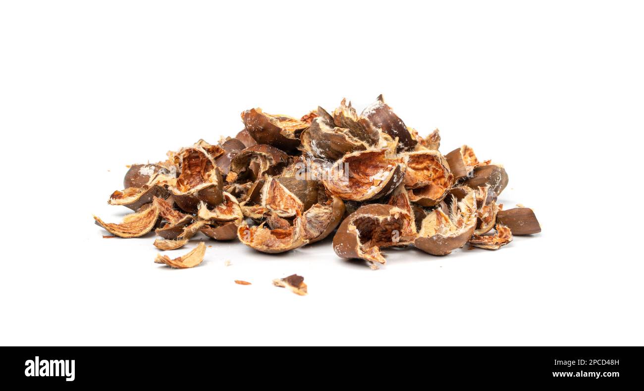 Stalle di castagno isolate, conchiglie di castagne dolci commestibili, spazzatura biologica per compost, ingrediente di scarto organico su fondo bianco Foto Stock