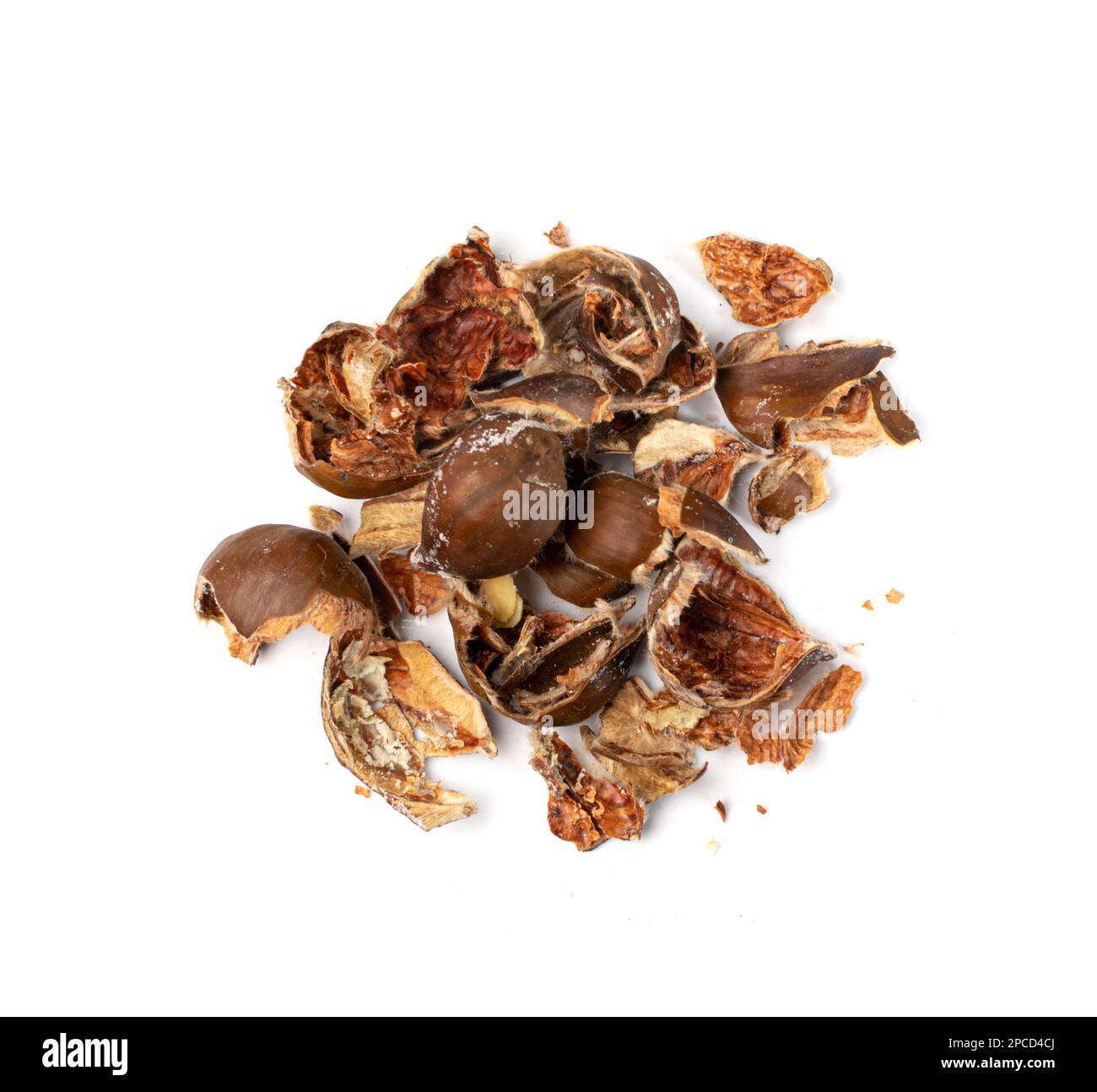 Stalle di castagno isolate, conchiglie di castagne dolci commestibili, spazzatura biologica per compost, ingrediente di scarto organico su fondo bianco Foto Stock