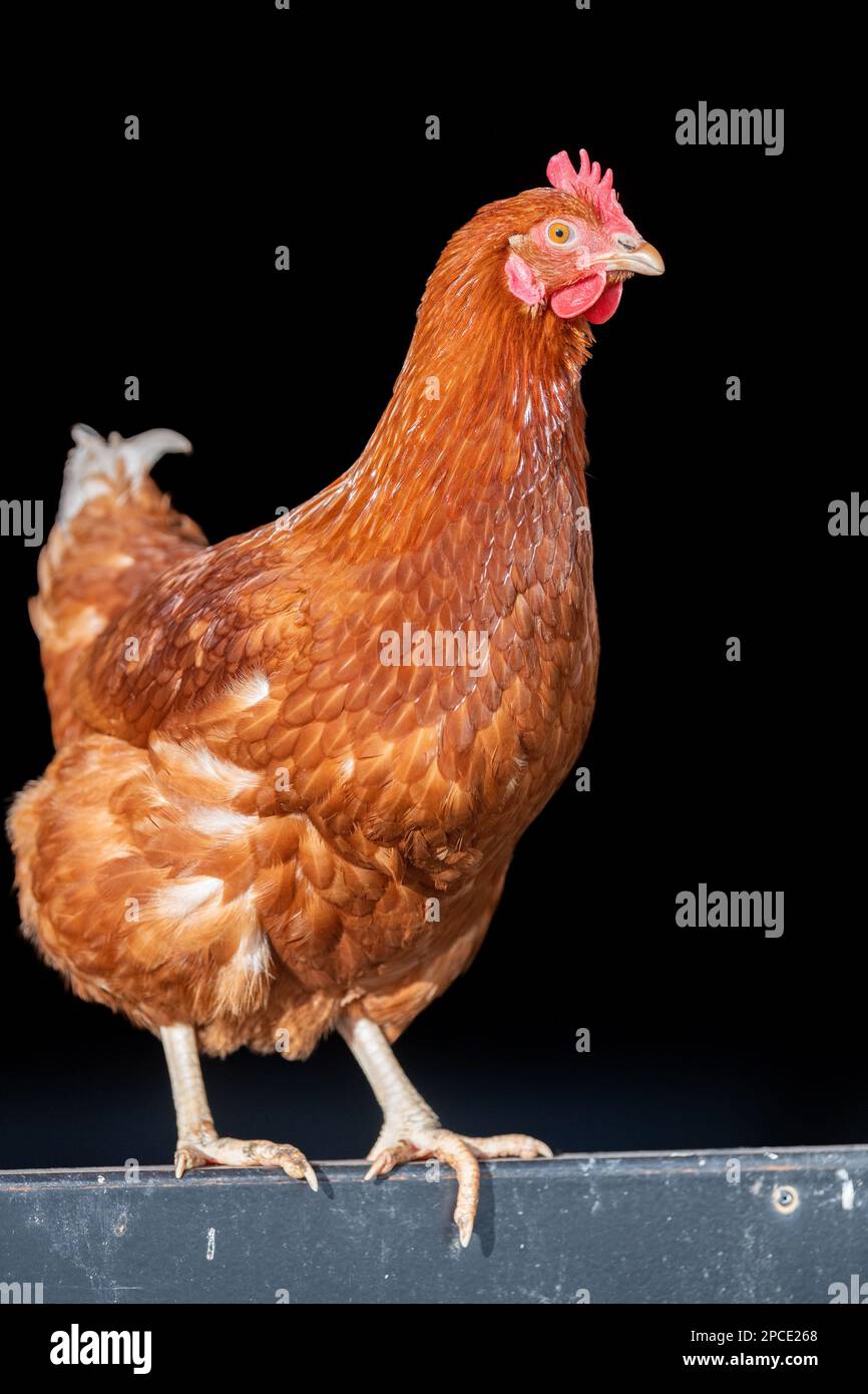 Gallina libera su sfondo nero in un fienile. North Yorkshire, Regno Unito. Foto Stock