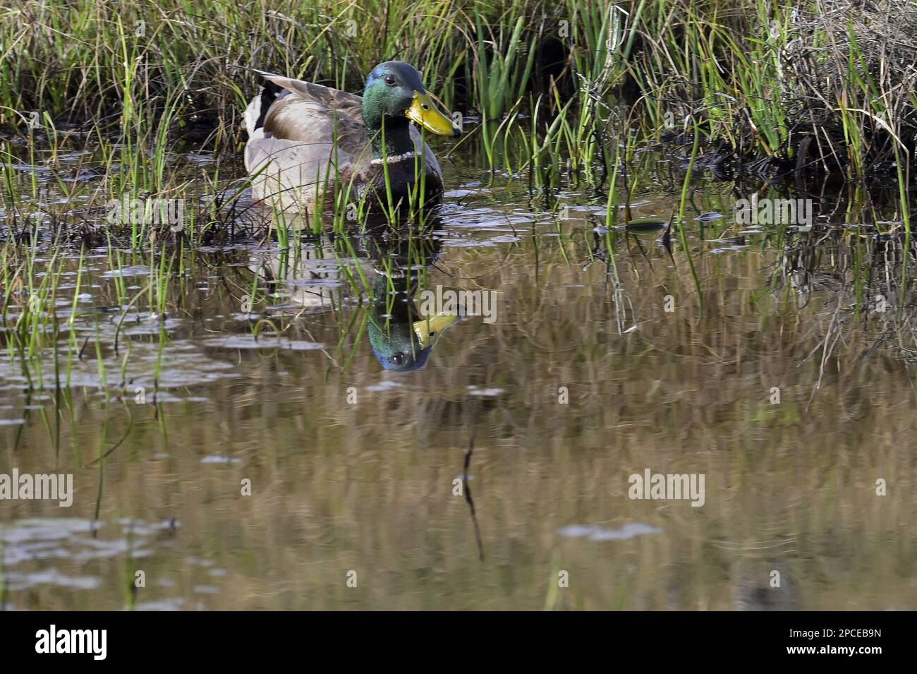 Pacifric Grove, California, Stati Uniti. 13th Mar, 2023. Mallard anatra riflessione durante la foraggio. Le anatre di Mallard sono le anatre più comuni e riconoscibili. Selvatiche nell'emisfero settentrionale. Troverai anatre di ruscelli vicino a stagni, paludi, ruscelli e laghi. (Credit Image: © Rory Merry/ZUMA Press Wire) SOLO PER USO EDITORIALE! Non per USO commerciale! Foto Stock