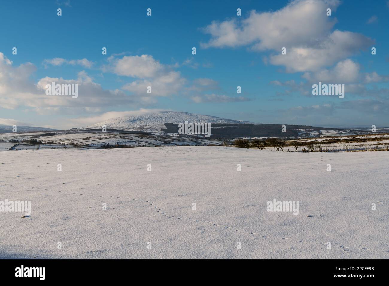 Gli animali si snodano su un campo innevato sotto le colline innevate della contea di Antrim, Irlanda del Nord Foto Stock