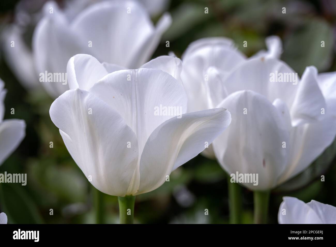Bellissimo Tulipa White Dream in primavera, primo piano Foto Stock