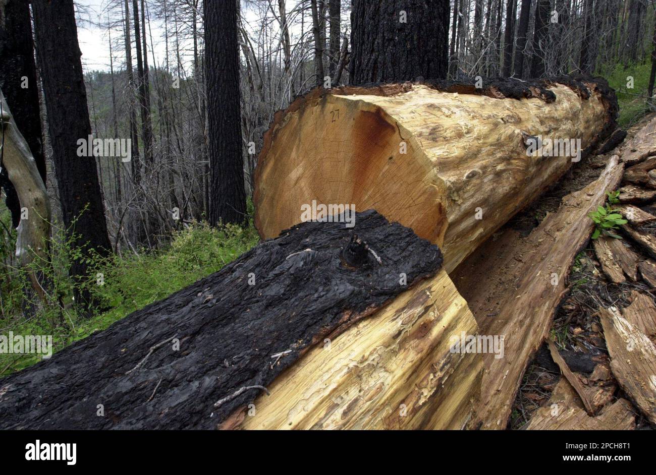A cut treelies on the ground June 12, 2006 inside Unit 2 of the Mike's Gulch timber sale on the Rogue River-Siskiyou National Forest in southwestern Oregon. A federal judge on Wednesday Sept. 20, 2006, overturned the Bush administration's rules on road construction in untouched areas of national forests, similar to Mike's Gulch and reinstated a Clinton-era ban on new roads in nearly a third of federal forests.(AP Photo by Jeff Barnard) Foto Stock