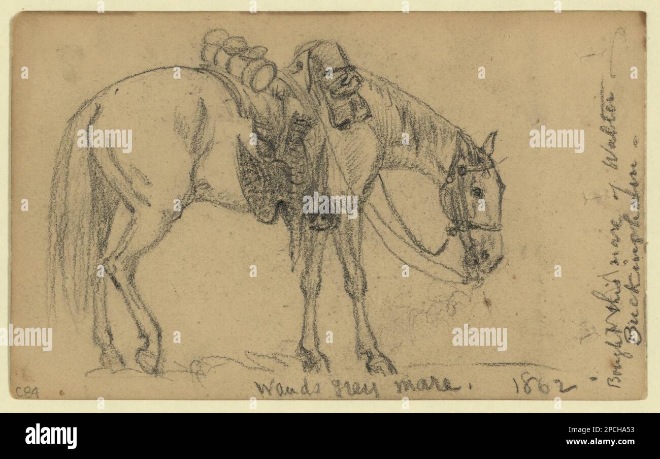 Wauds grigio mare, 1862. Morgan collezione di disegni della Guerra civile. Waud, Alfred R, (Alfred Rudolph), 1828-1891, Animali & Animali domestici, Cavalli, 1860-1870, Forage, 1860-1870, Stati Uniti, Storia, Guerra civile, 1861-1865, Animali. Foto Stock