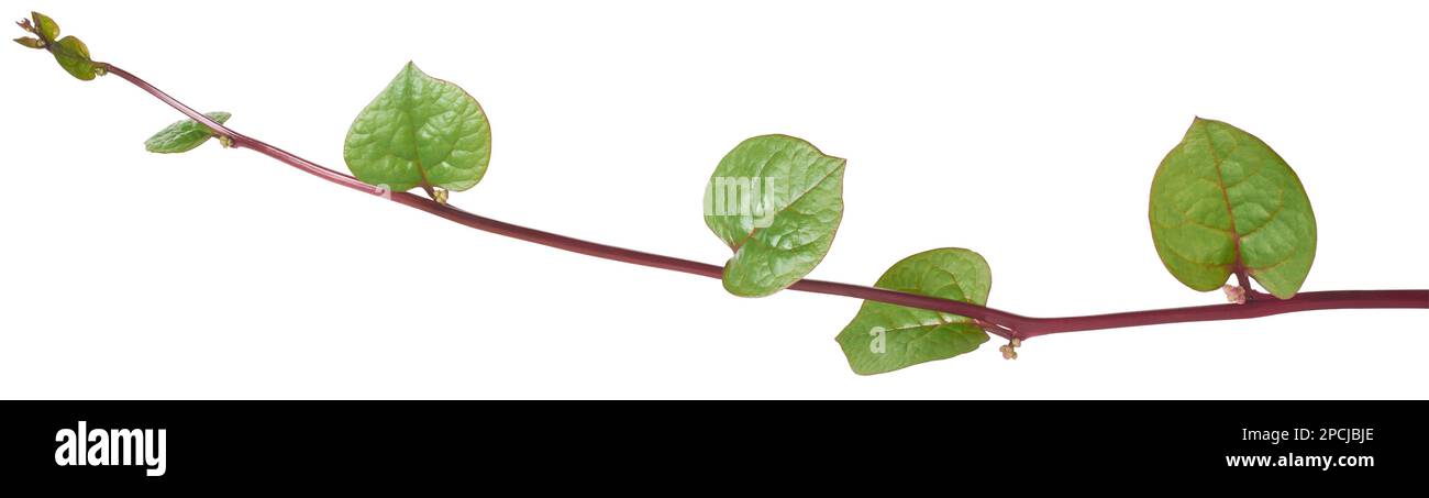 spinaci malabar o pianta di arrampicata spinaci ceylon isolato su sfondo bianco, basella alba, aka vite o spinaci indiani, erbe medicinali tropicali Foto Stock