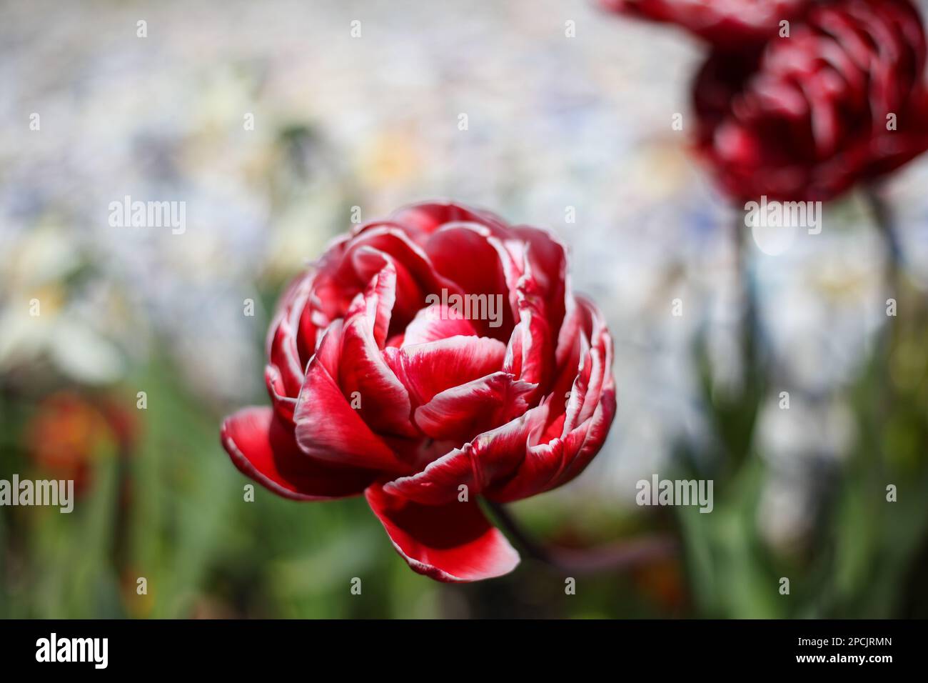 bel fiore rosso in fiore Foto Stock