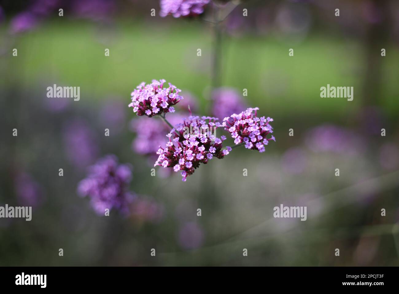 Graziosi fiori viola Verbena Foto Stock