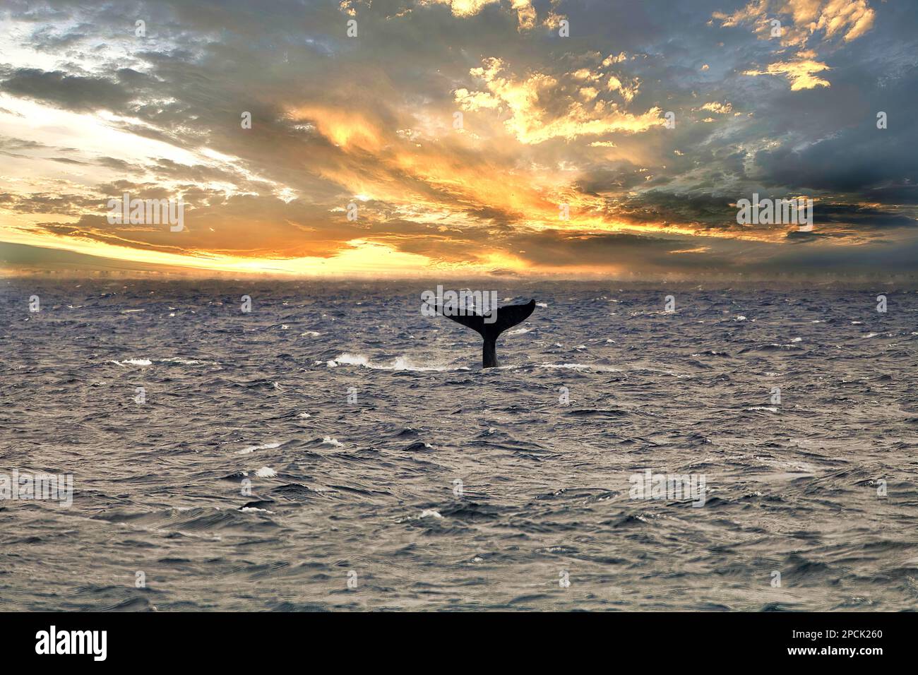 Coda di megattere al tramonto a Maui. Foto Stock