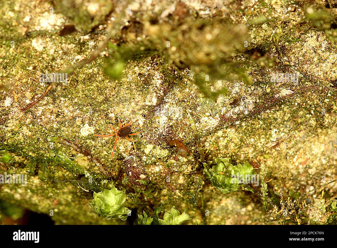 Acari di terra a zampe rosse Foto Stock
