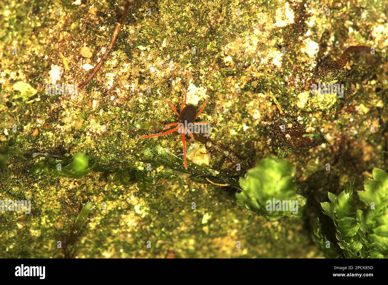 Acari di terra a zampe rosse Foto Stock