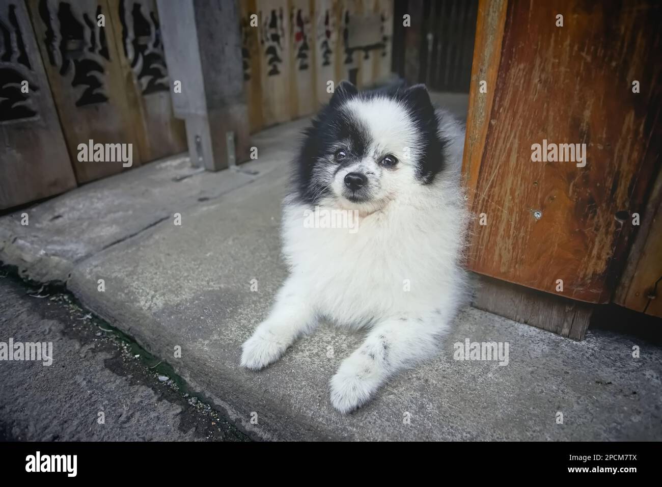 Un cane bianco-nero giaceva sul terreno nel vecchio mercato di Samchuk, provincia di Suphan Buri, Thailandia. Foto Stock