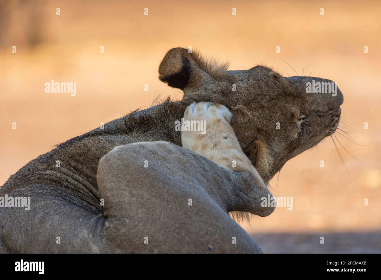 Una leone femmina, Panthera Leo, è vista sbadigliare nel Parco nazionale di Hwange nello Zimbabwe. Foto Stock