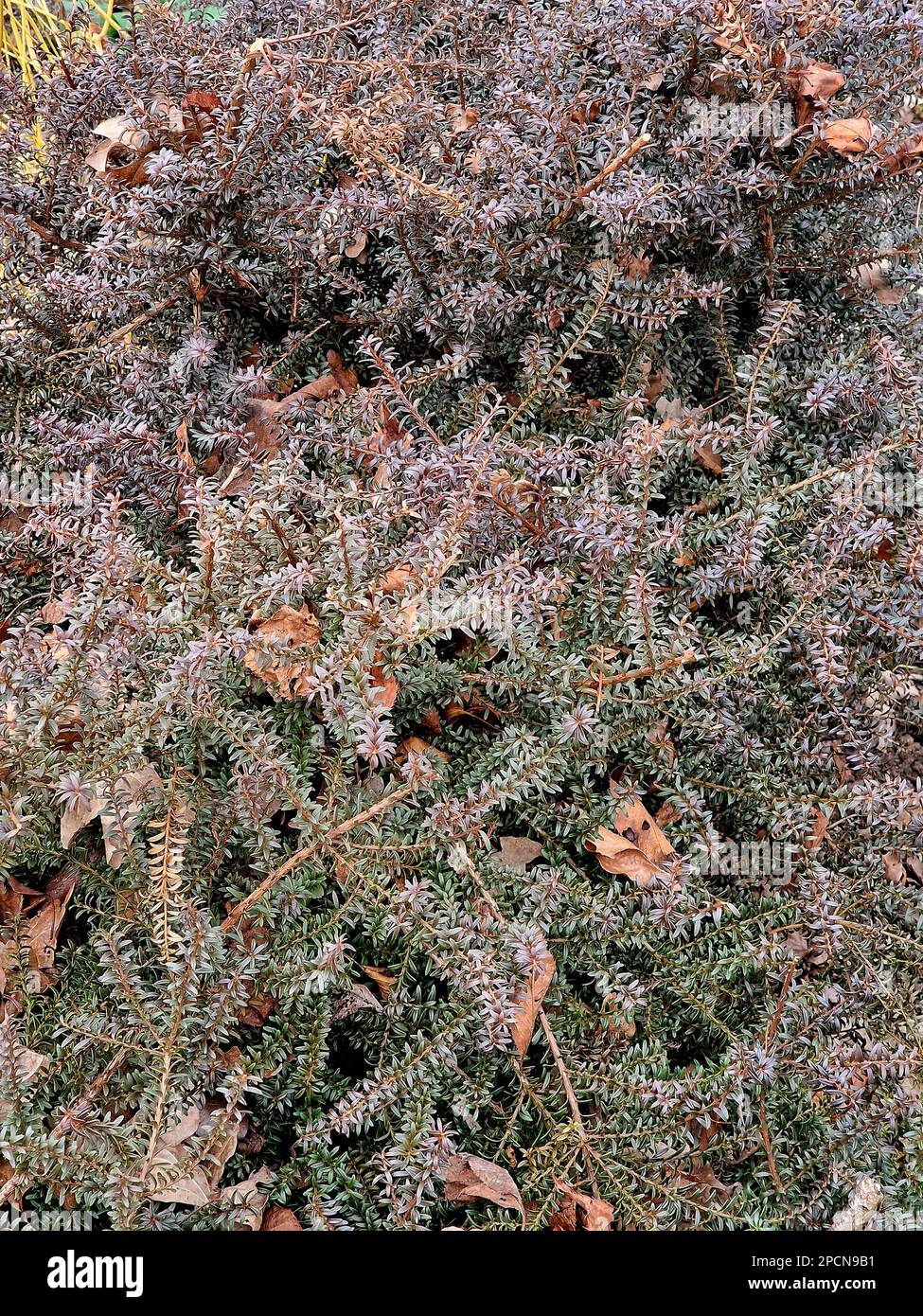 Fogliame invernale marrone del giardino conifere Podocarpus giovane Rusty. Foto Stock