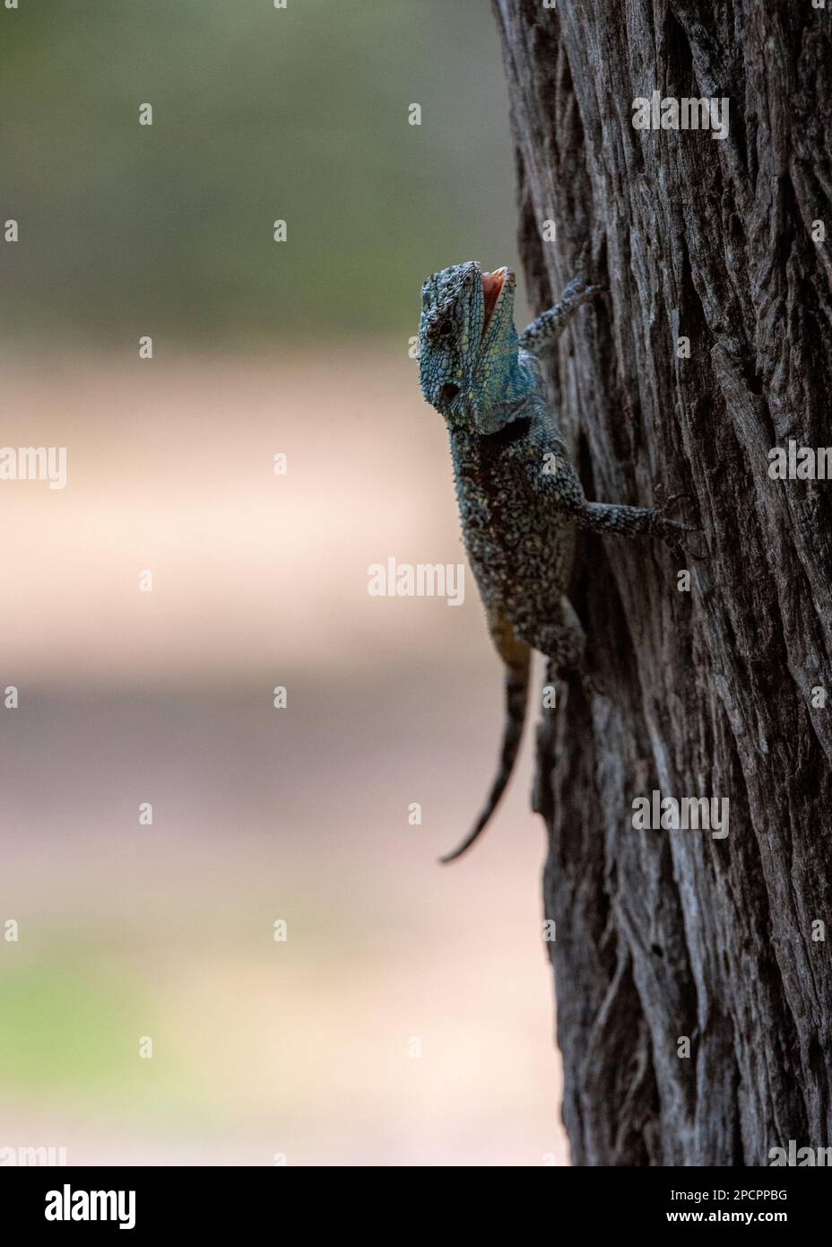 Albero AGAMA (Acanthocercus atricollis) Parco Nazionale Marakele, Sud Africa Foto Stock